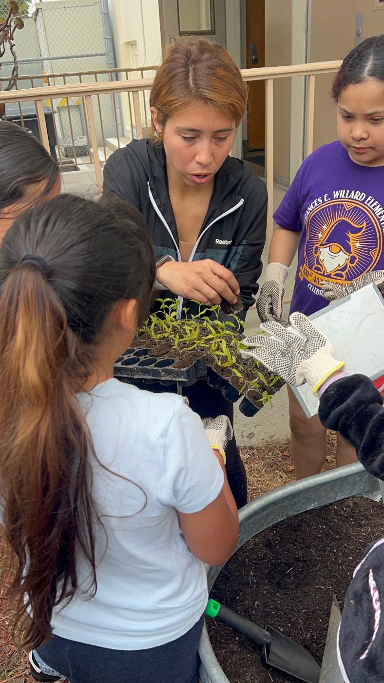 Volunteer clearing weeds from garden beds